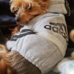 Senior Yorkie