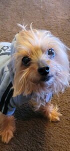 Yorkie needing support